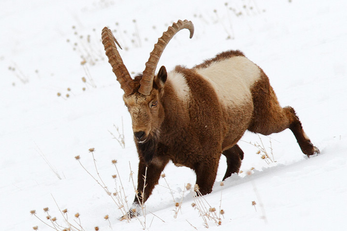 A goat with horns walking in the snow
Description automatically generated