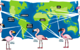 Global distribution of Flamingos - PMF IAS