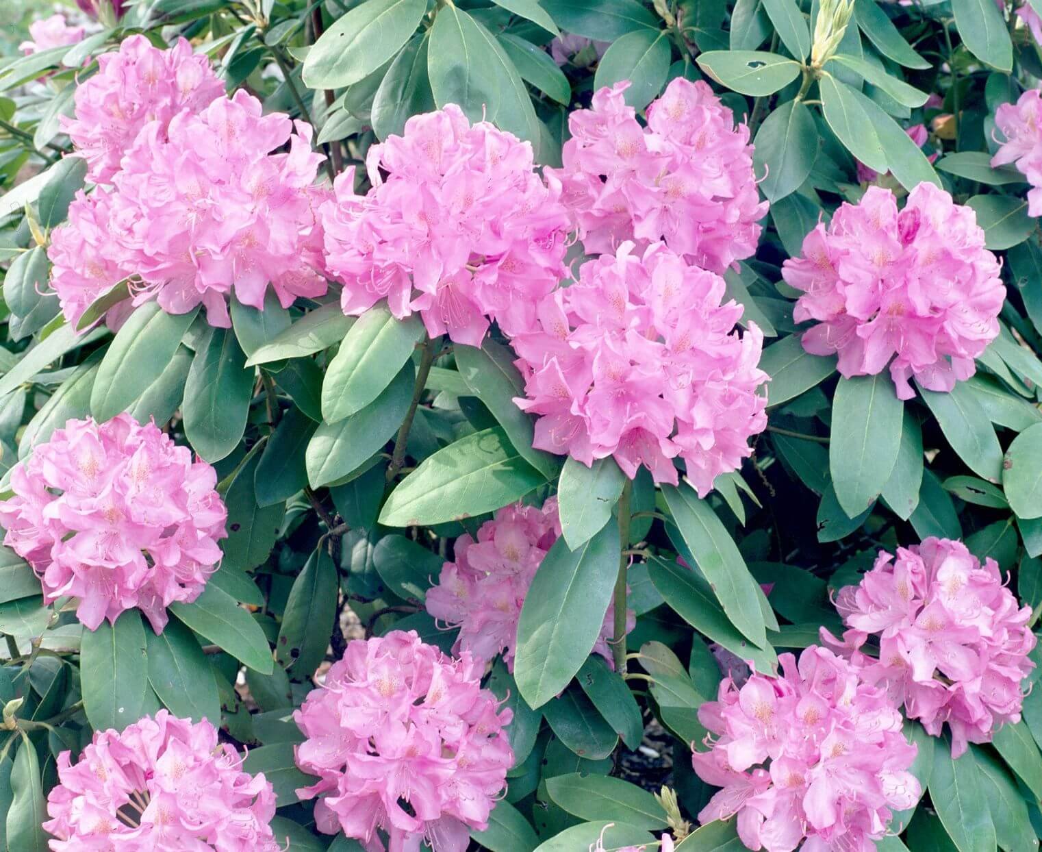 Rhododendrons - PMF IAS