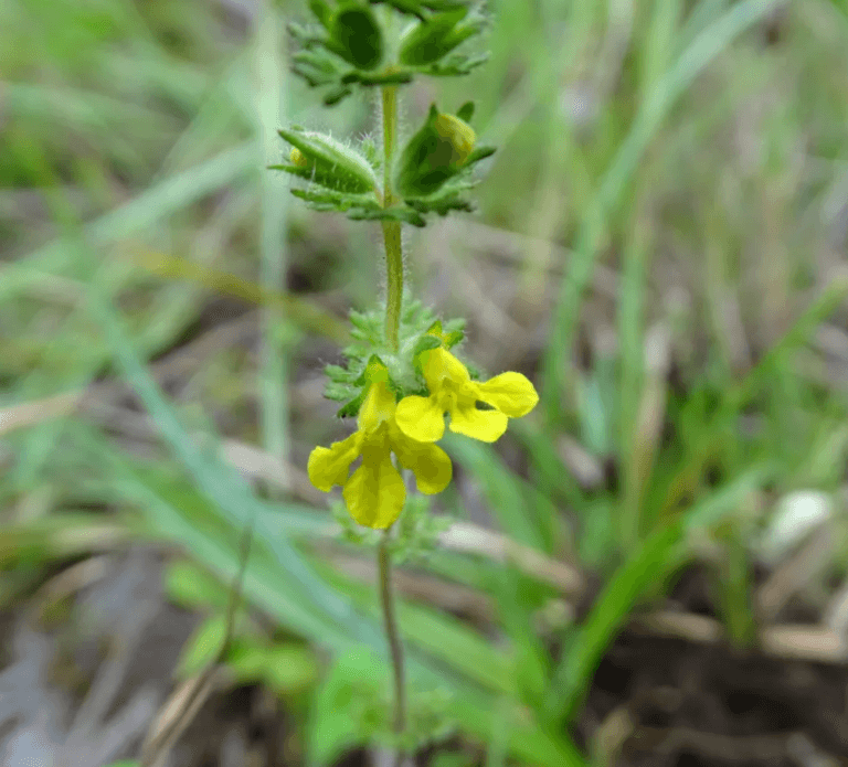Phtheirospermum lushaiorum