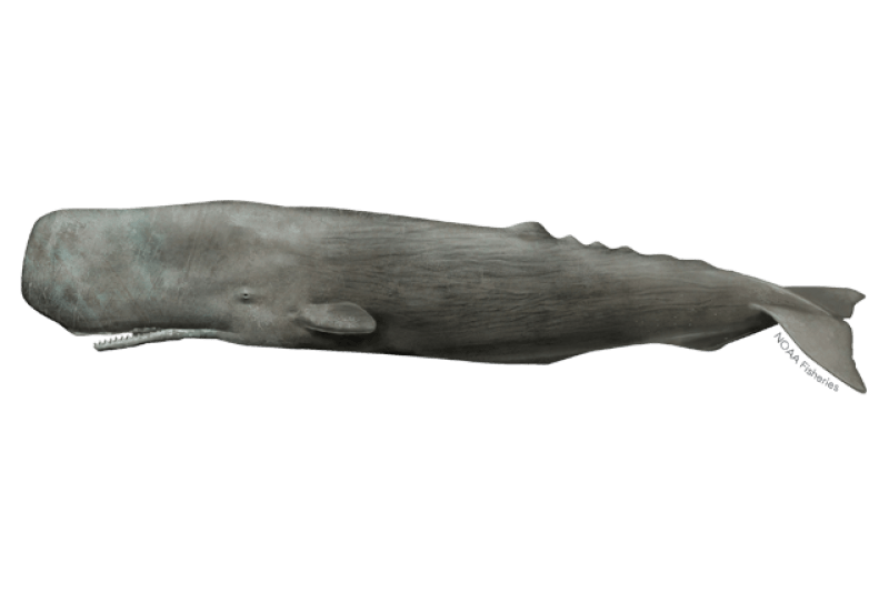 Sperm Whale | NOAA Fisheries