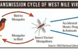 A diagram of a mosquito
Description automatically generated