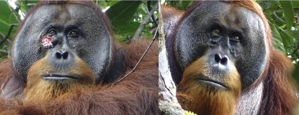 Orangutans - PMF IAS