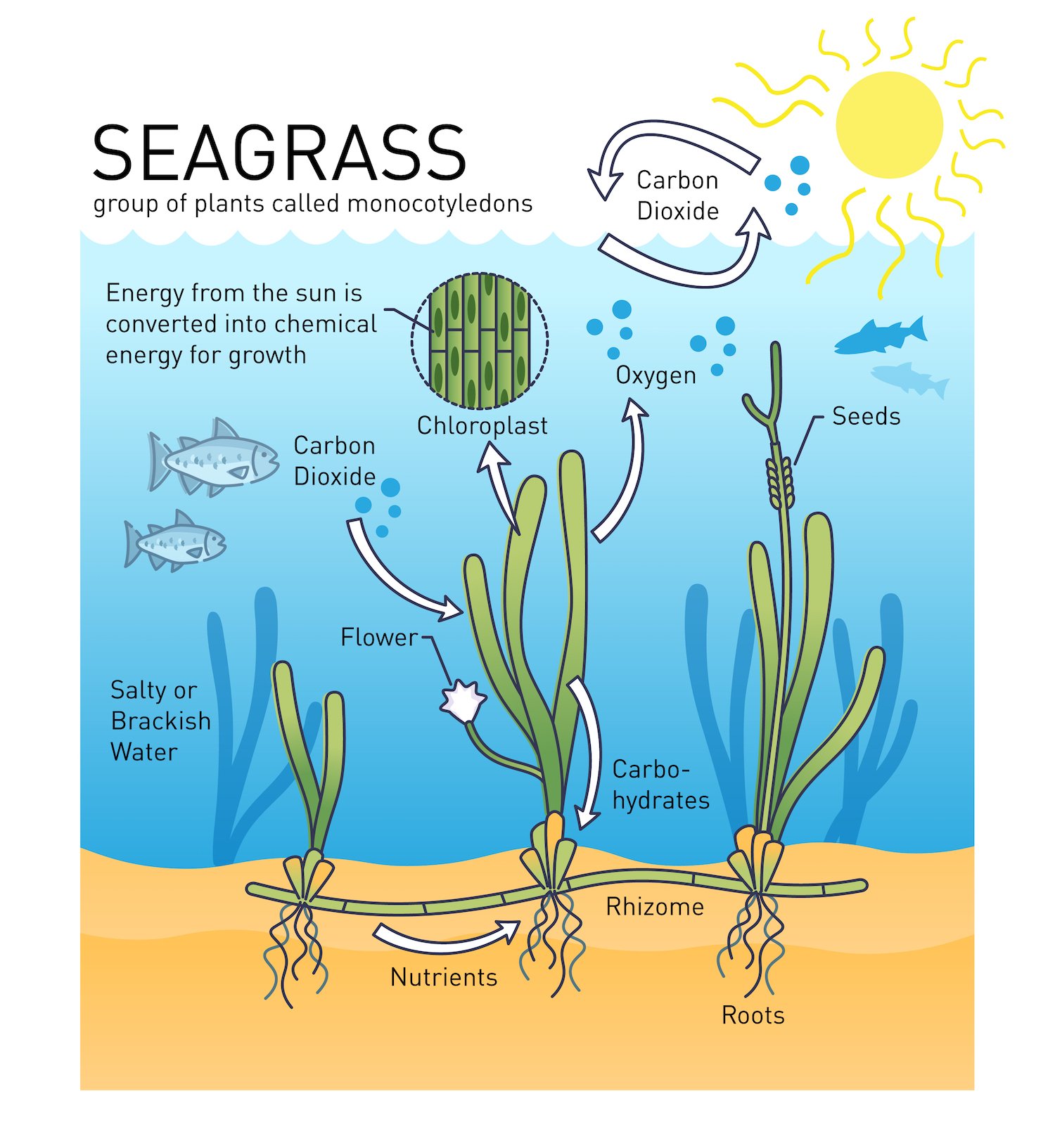 Seagrass - PMF IAS