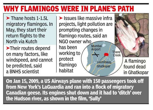 Flamingos death after hitting plane near airport - PMF IAS