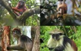 Red Colobus Monkeys - PMF IAS