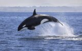 How Killer Whales are Exploited for Entertainment – One Green Planet