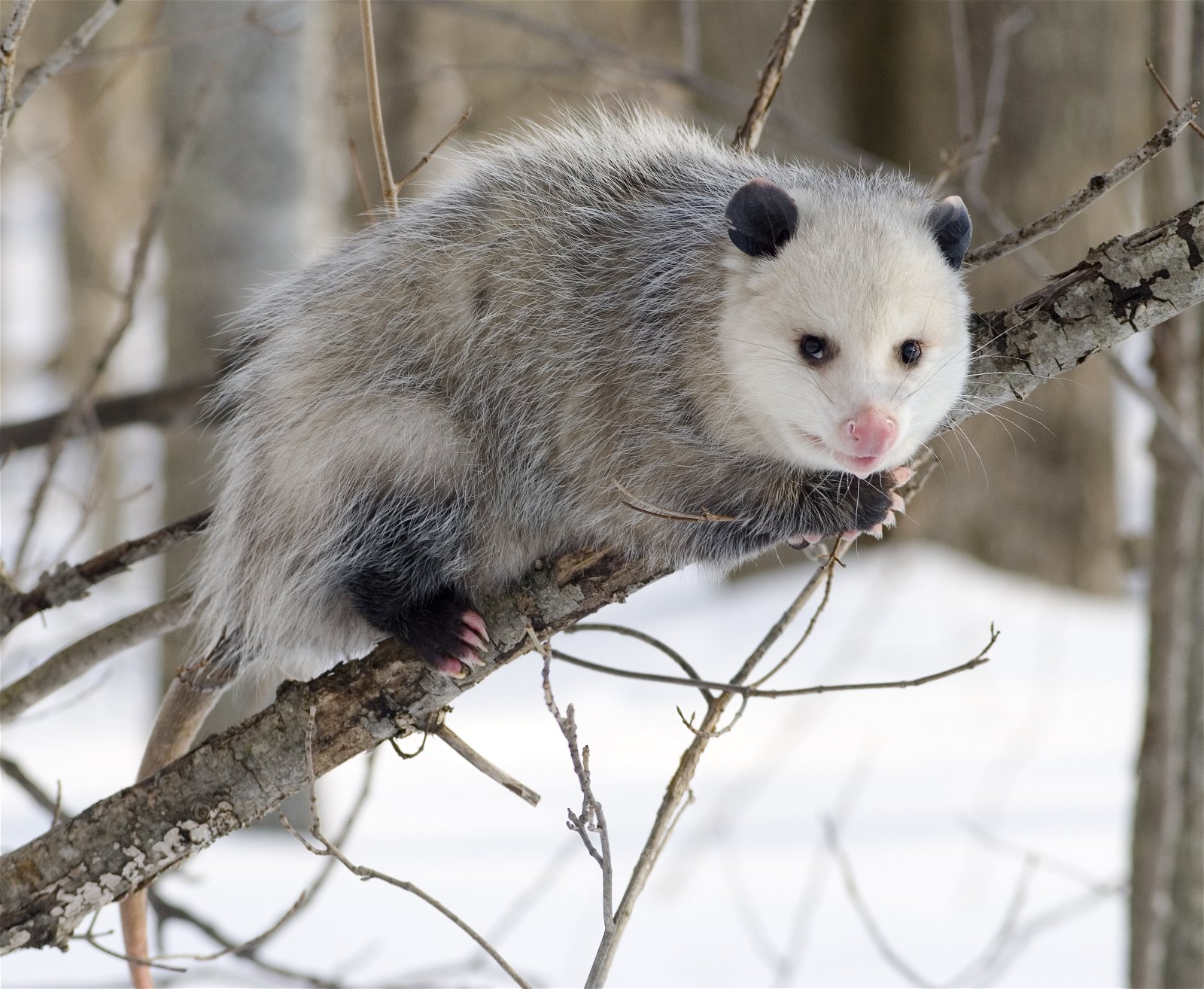 Virginia Opossum - PMF IAS