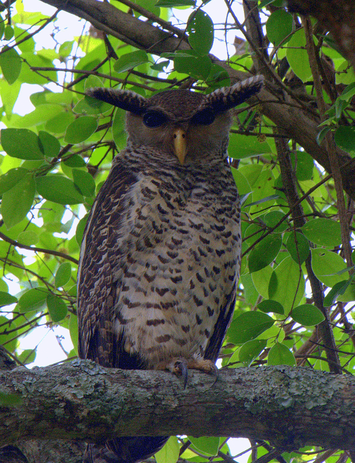 Forest Eagle Owl - PMF IAS