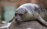 Harbour Seal (Phoca vitulina) - PMF IAS