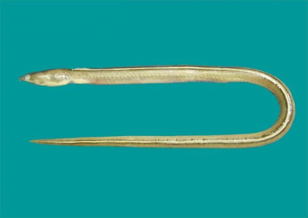 Zoological Survey Of India Discovers New Eel Species Off Odisha Coast -  odishabytes