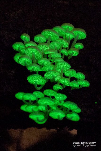 Bioluminescent fungi (Filoboletus manipularis) - PMF IAS