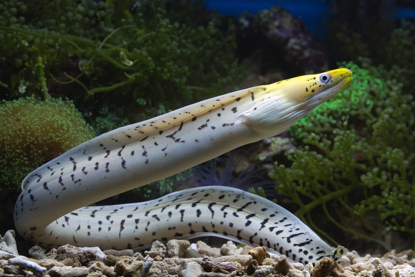A white and black spotted eel
Description automatically generated