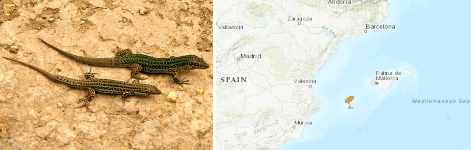 A lizard on the ground
Description automatically generated