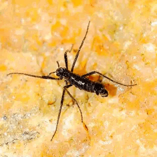 A black bug on a yellow surface AI-generated content may be incorrect.