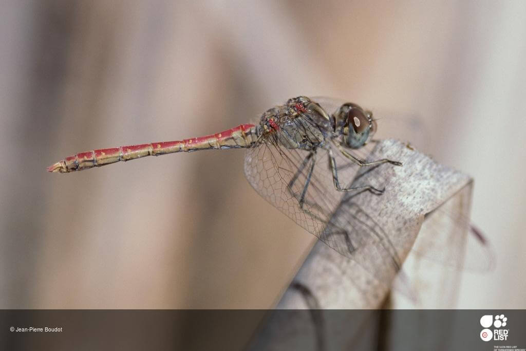 Desert Darter