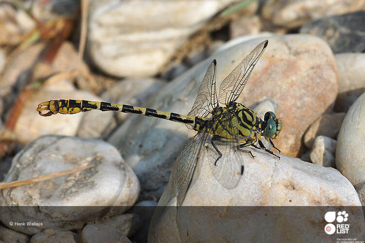 Pale Pincertail