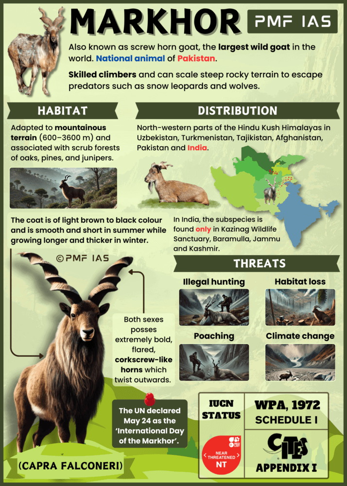 Markhor (Capra falconeri)