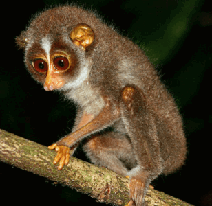 A small animal on a branch AI-generated content may be incorrect.