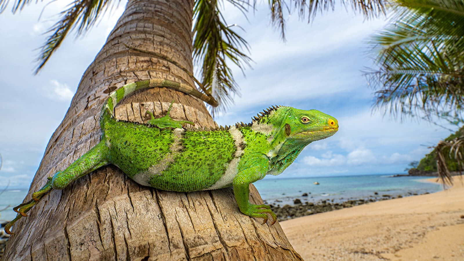 Iguanas
