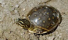 Indian Flapshell Turtle