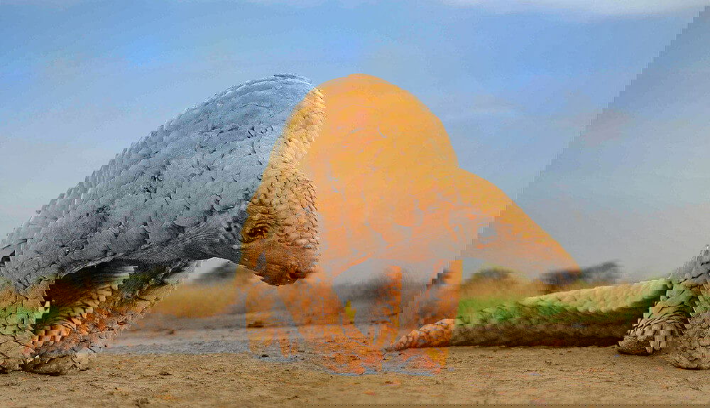 Indian pangolin