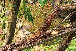 Living Root Bridge