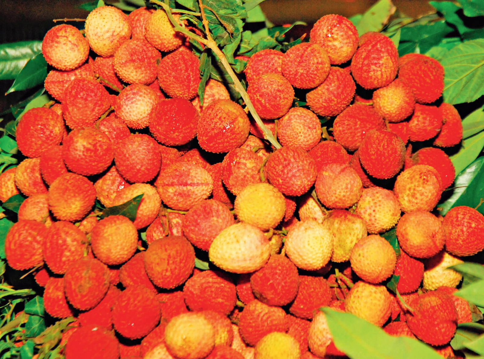 Shahi Litchi 