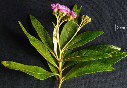 Uniyala keralensis