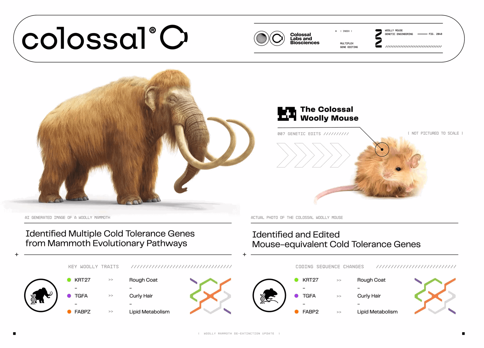 woolly mammoths Woolly Mice 