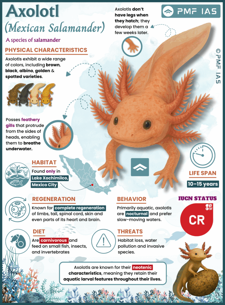 Axolotl